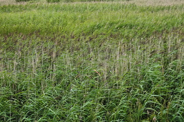 Large field of reeds. Green sea of reeds. Background for the screen saver. The wind ripples through the green grass