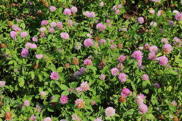 Large meadow of pink clover. Large pink clover flowers close up. Background for the screen saver. An entire field of colors. Crop for animal nutrition. Bumblebees collect nectar from flowers