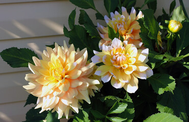 chrysanthemums