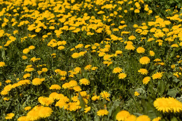 A field of yellow dandelions.