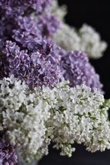 Obraz premium Lilac has a special smell of multi-colored spring taste. This is a sky with a natural scale, treats with lilac mousse.
