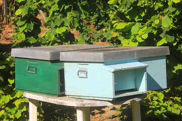 beehives on the table