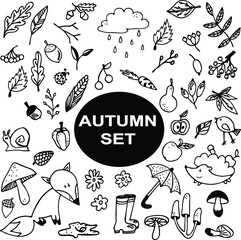 set of vector elements autumn handmade Fox leaves contour graphics umbrella berries mushrooms hedgehog snail corn rubber boots isolated on a white background vector