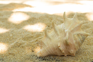 Obraz na płótnie Canvas more shells in the sand on the beach, landscape