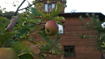 apples in the garden