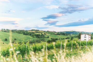 Fototapeta na wymiar Green vineyards and wonderful sky, idyllic landscape. Italy