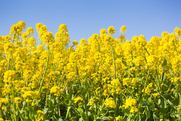 ４月(春に咲く菜の花)