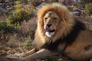Adul lion in safari bush