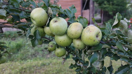 apples on a tree
