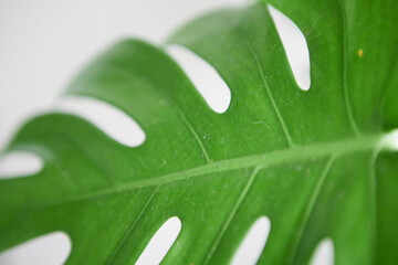 close up green leaf texture background