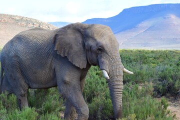 Fototapeta na wymiar Adult elephant in safari bush with mountain