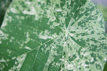 close up green leaf texture background