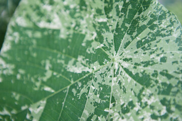 close up green leaf texture background