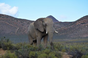 Adult elephant in safari bush with mountain