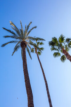 Giant palm trees of Phoenix and Washingtonia robusta, the Mexican fan palm or Mexican washingtonia.
