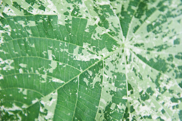 close up green leaf texture background