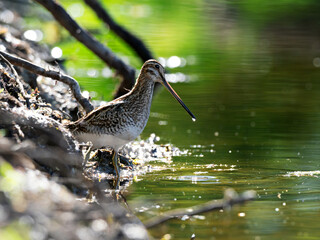 Closeup of a Common Snipe (Gallinago gallinago) searching for food at the lakeside, Germany