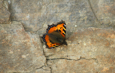 butterfly on the stone