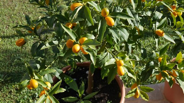 Orange ripe fruits of kumquat or fortunella, kinkan. On the branches of a tree in a pot. Sways in the wind.