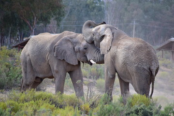Fototapeta premium Elephants playing in safari bush