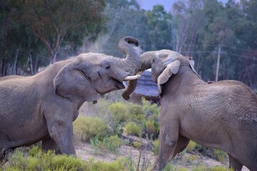Elephants playing in safari bush