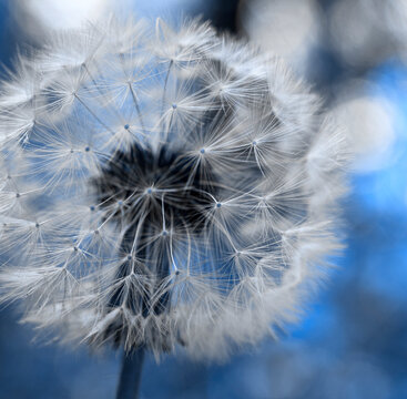 Close up of fluffy dandelion flower on bright blue background.
