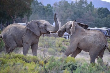 Elephants playing in safari bush