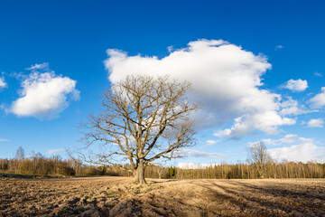 Lonely oak against the blue sky. Spring cultivated fields