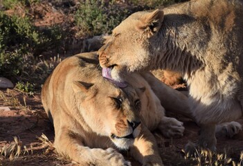 Naklejka na ściany i meble Female lionesses grooming in safari bush