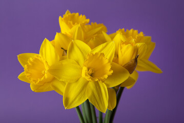 Yellow narcises on a purple background. Beautiful spring flowers.