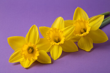 Yellow narcises on a purple background. Beautiful spring flowers.