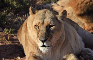 Obraz na płótnie Canvas Feale lioness in safari bush