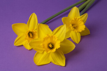 Fototapeta premium Yellow narcises on a purple background. Beautiful spring flowers.