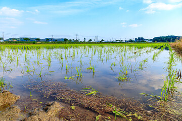 Korean traditional rice farming. Korean rice farming scenery. Korean rice paddies. Rice field and the sky in Ganghwa-do, Incheon, South Korea. 