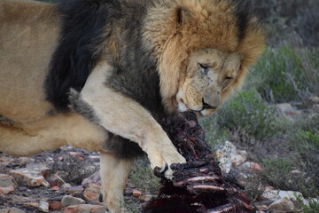 Naklejka premium Male lion eating in safari bush