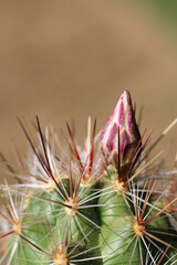 Naklejka na ściany i meble Thelocactus lausseri, a sprout from which there will be a flower