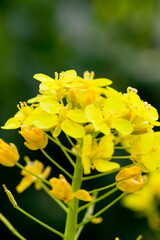 ４月(春に咲く菜の花)