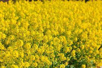 ４月(春に咲く菜の花)