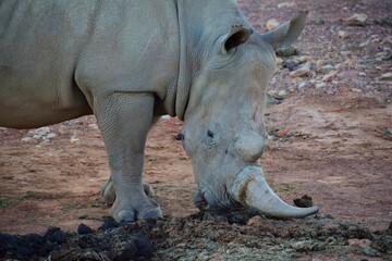 Fototapeta premium White rhino in safari bush