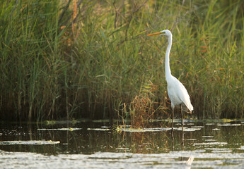 Great Egret standing stright upright