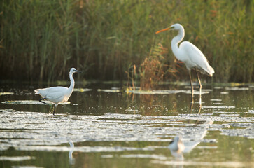 The Great Egret and the little Egret at Asker Marsh, Bahrain