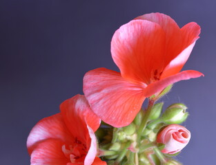 Red storksbills called also  pelargonium or geraniums in bloom macro close up on violet background