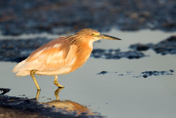 Indian pond heron in the morning light