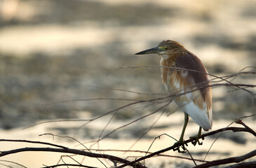 Indian pond heron perched on a bush