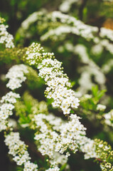 A colorful photograph of white flowers with lush dark green greens on a blurry background.