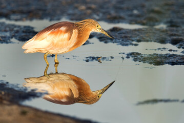 Indian pond heron dropped the fish