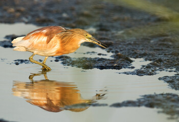 Indian pond heron fishing at Asker Marsh, Bahrian
