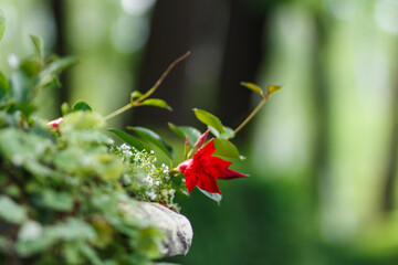 stone vase with  red flowers  in a garden
