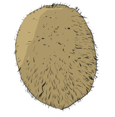 illustration of a kiwi print. image in color and without color.