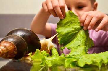 Happy baby feeds an exotic pet - Achatina snail © Татьяна Качайло